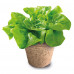 Science And Play Lab Educational Game Big Bio Greenhouse For Ages 7+
