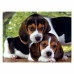 Clementoni Puzzle High Quality Collection Dogs 500 pcs