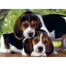 Clementoni Puzzle High Quality Collection Dogs 500 pcs