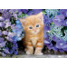 Clementoni Puzzle High Quality Collection Kitten With Blue Eyes 500 pcs