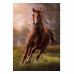 Clementoni Puzzle High Quality Collection The Horse 1500 pcs
