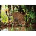 Clementoni Puzzle High Quality Collection Leopard 2000 pcs