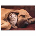 Clementoni Puzzle High Quality Collection Kitten In The Arms Of A Dog 500 pcs