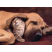 Clementoni Puzzle High Quality Collection Kitten In The Arms Of A Dog 500 pcs