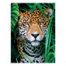 Clementoni Puzzle High Quality Collection Jaguar in the Jungle 500 pcs