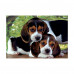 Clementoni Puzzle High Quality Collection Puppies 500 pcs - Compact Box
