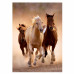 Clementoni Puzzle High Quality Collection Horses 1000 pcs