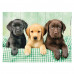 Clementoni Puzzle High Quality Collection Labrador Puppies 1000 pcs