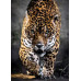 Clementoni Puzzle High Quality Collection Walk On The Jaguar 1000 pcs