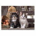 Clementoni Puzzle High Quality Collection Cute Kittens 1000 pcs