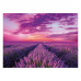 Clementoni Puzzle High Quality Collection Lavender Field 1000 pcs