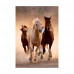 Clementoni Puzzle High Quality Collection Horses 1000 pcs - Compact Box
